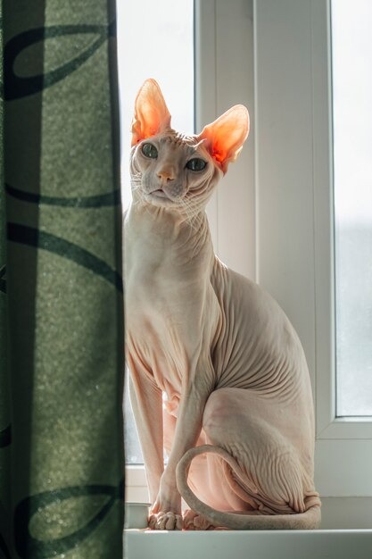 Cat Registration For Every Breed